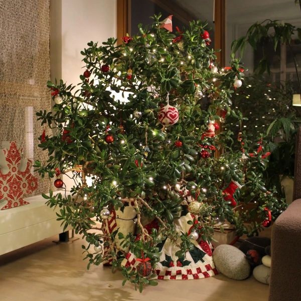 Foto: Kerstplant