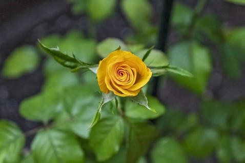 Foto : Zo houd je je bloemen langer mooi: Tips voor de perfecte verzorging