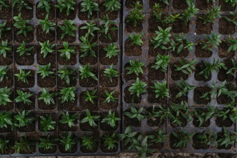 Foto : Creëer een groene oase met de juiste plantenbakken voor jouw tuin