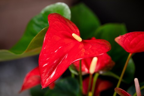 Foto : Anthurium fleurt elke saai plekje op