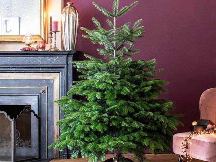 Kan weerstaan dun Gastvrijheid Tips voor een mooie kerstboom en hoe je hem buiten plant - woonaccessoire -  woonkamer - WONEN.nl