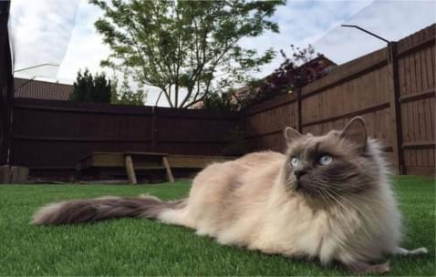 Foto : Je kat altijd veilig buiten in de tuin dankzij Protect a Pet kattennetten