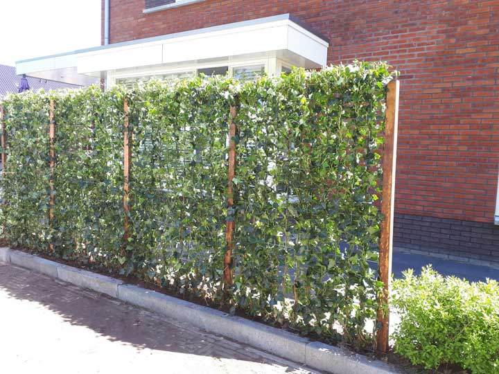 been Vriendin ritme Zo creëer je op een natuurlijke manier meer privacy in je tuin -  tuinomheining-hekwerk - tuin - WONEN.nl