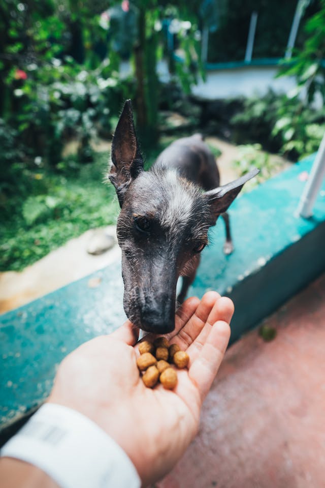 Foto : Hondenvoer en Huisdierenvoeding: De Basis voor een Gezond en Gelukkig Leven