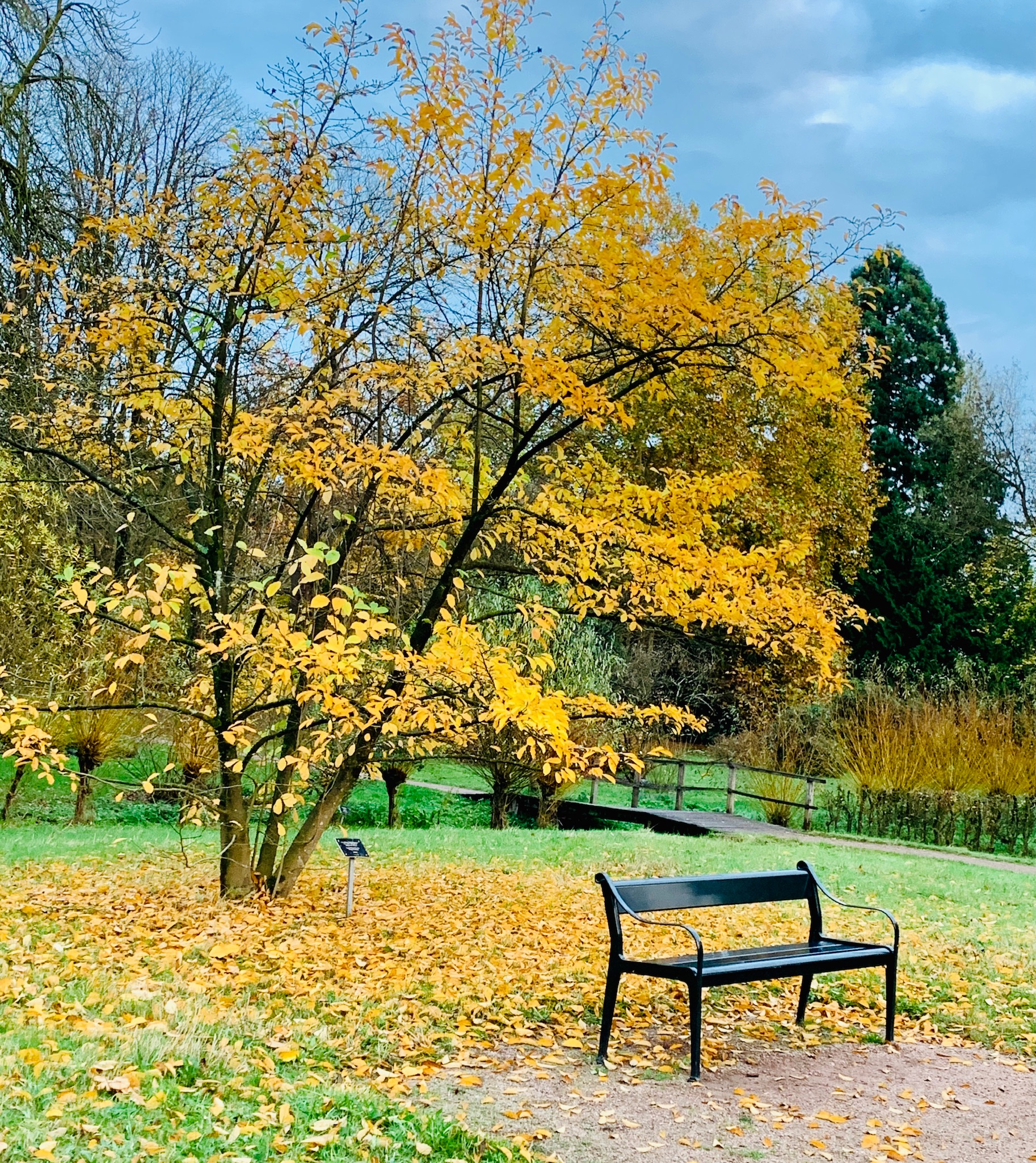 Foto: Ikaros herfst arboretum  3 